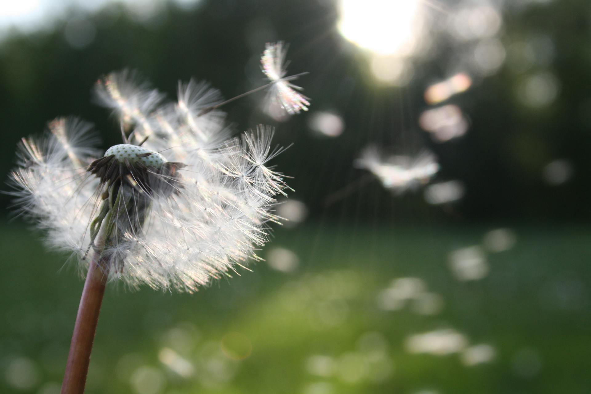 Nahaufnahme einer Löwnzahnblume die ihre Pollen im Wind verströmt